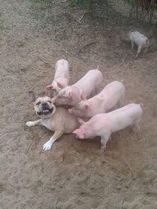 吃瓜猪娱乐新型道歉方式,新型道歉方式席卷娱乐圈