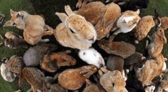 亚洲国产毛茸茸,探寻自然之美与民族风情