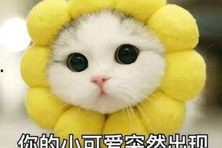 娱乐吃瓜君猫猫子,揭秘娱乐圈那些不为人知的幕后故事